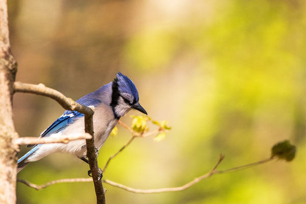 Geai Bleu (Blue Jay) Five rivers - Crédit photo @Laetitia