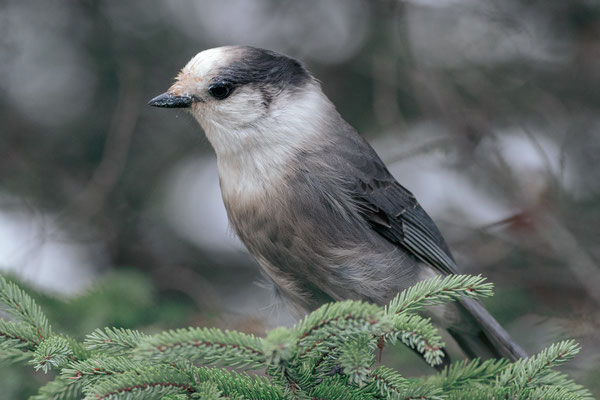 Mésangeai du Canada (Canada Jay).  Bloomingdale bog - Crédit photo@Laëtitia