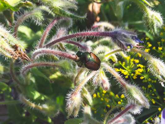 Bourrache officinale et scarabée japonais (espèce invasive). Crédit Photo @Ulysse
