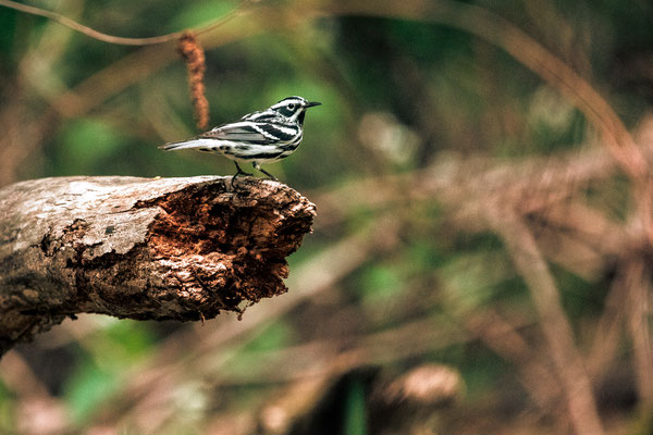 Paruline noir et blanc (Black & white warbler) Schodack Island State Park - Crédit photo @Laetitia