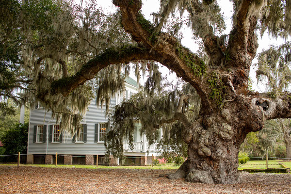 "Witness Oak". Chêne de plus de 300 ans. Crédit Photo @Ulysse