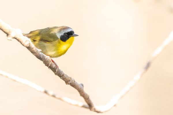 Paruline masquée (Common yellowthroat) Albany Pine Bush preserve - Crédit photo @Laetitia