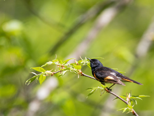 Paruline flamboyante (American redstart) Schodack Island State Park - Crédit photo @Laetitia