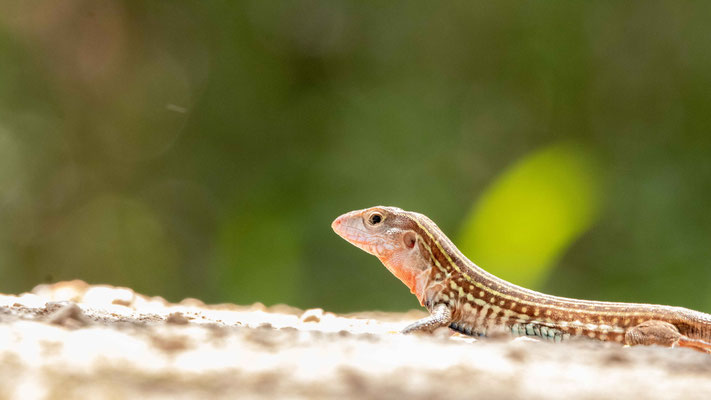 Cnemidophorus gularis (Texas spotted whiptail) - Sabal Palm Sanctuary.