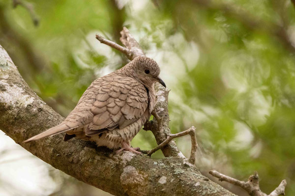 Colombe inca (une toute petite colombe très élégante) - Resaca de la Palma State Park