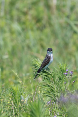 Montezuma National Wildlife Refuge, NY, USA. Canon EOS 80D, EF 70-300mm f/4-5.6 IS II USM à 300mm, f/6.3, 1/320 s, 500 ISO