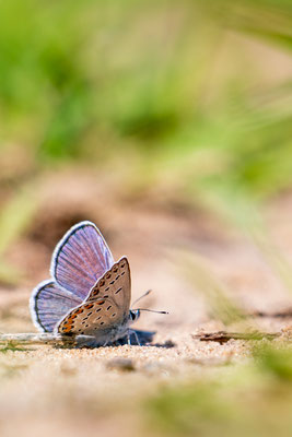 Bleu de Karner Crédit Photo @Laëtitia