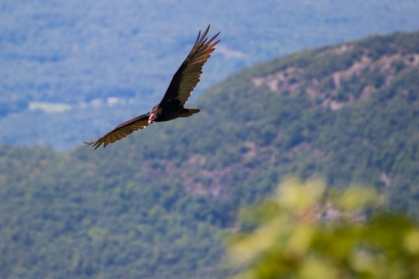 Urubu à tête rouge (Turkey vulture) Crédit Photo @Laëtitia