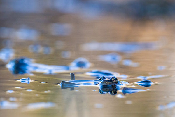 Grenouille des bois. Dyken Pond Crédit photo@Laëtitia