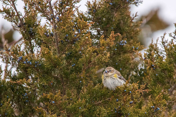 Paruline à croupion jaune, Island Beach SP, NJ