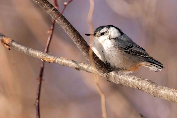 Sittelle à poitrine blanche (White-breasted Nuthatch)