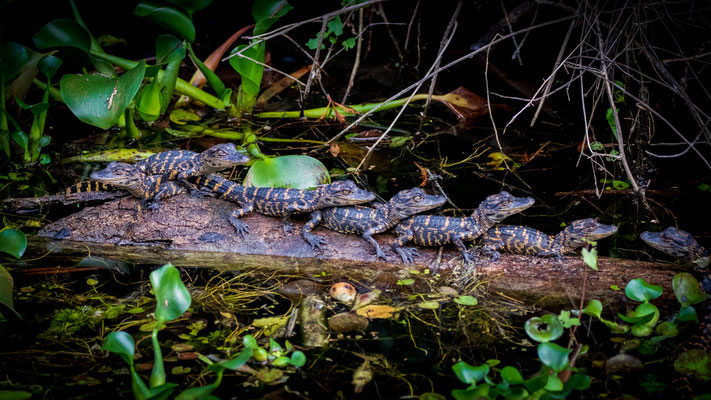 beaucoup de bébés alligators. Crédit photo@Laetitia