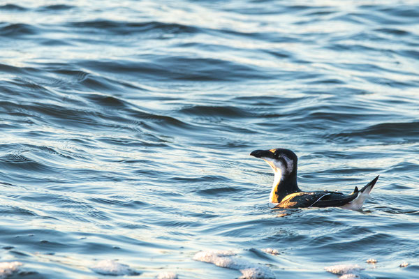 Petit Pingouin, Phare de Bass Harbor, Acadia National Park