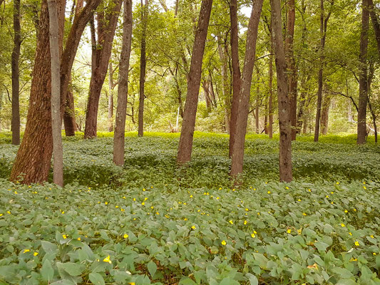 Une jolie forêt truffée de féroces moustiques (crédit photo: Ulysse)