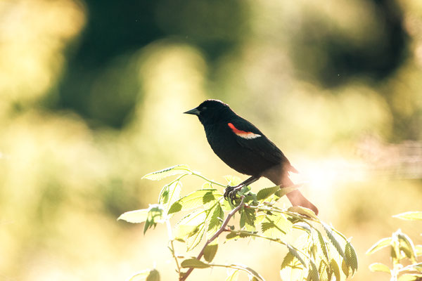 Carouge à épaulettes (Red-winged Blackbird) Five rivers - Crédit photo @Laëtitia