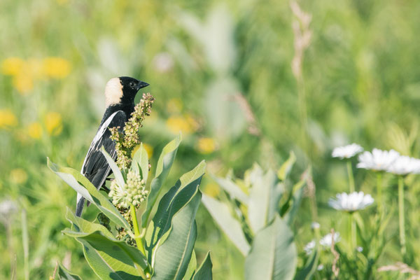 Goglu des prés (Bobolink) - Five Rivers - Crédit photo @Laëtitia