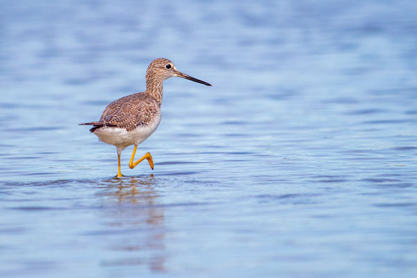 Grand Chevalier (Yellowlegs) Crédit photo @Laëtitia