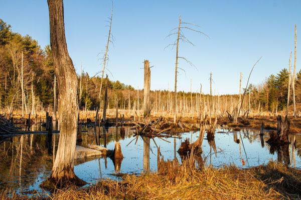 L'étang à grenouilles des bois! Dyken Pond Crédit photo@Ulysse