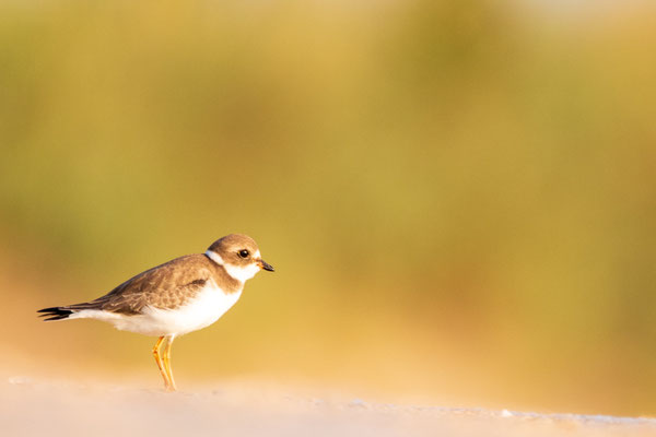 Pluvier semipalmé (Semipalmated plover) Crédit Photo @Laëtitia