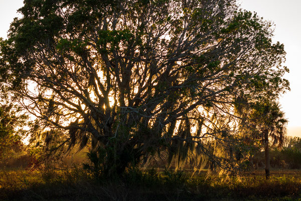 promenade au coucher du soleil dans un camping Crédit photo @Ulyssepromenade au coucher du soleil dans un camping Crédit photo @Ulysse