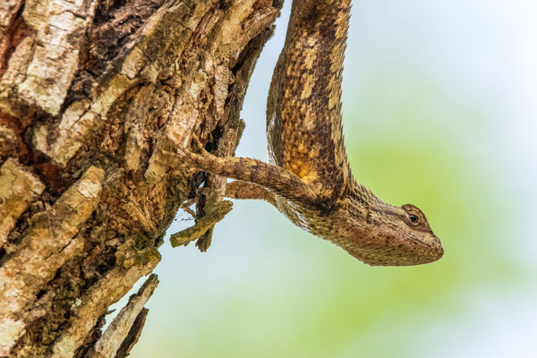 Lézard épineux - Sabal Palm Sanctuary.