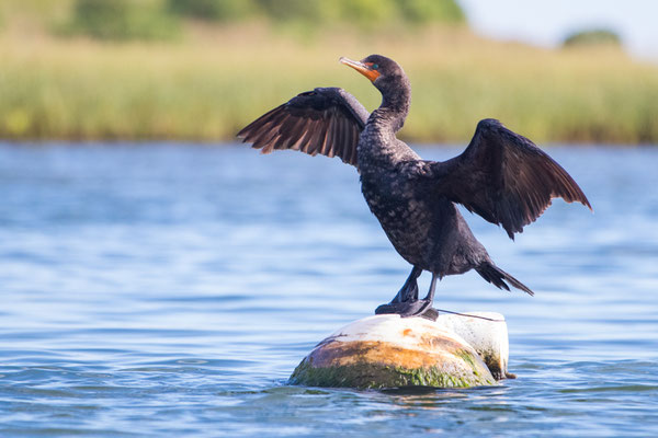 Cormoran à aigrettes (Double-crested cormorant) Crédit photo @Laëtitia