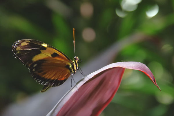 Butterfly Conservatory, Muséum d'histoire naturelle de NYC, US, May 2019