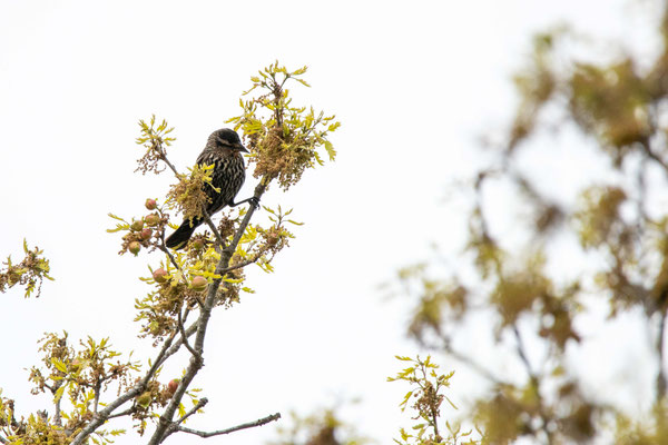 Carouge à épaulettes femelle, Red-Winged Blackbird