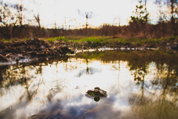 Grenouille verte (green frog) au grand angle (malheureusement les environs ne sont pas très photogéniques). Crédit photo@Laetitia 
