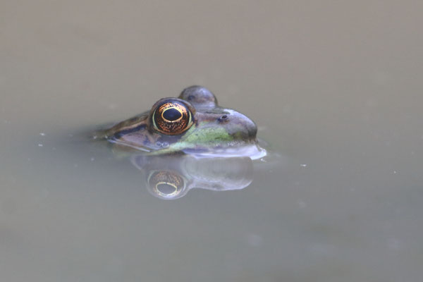 Green Frog (Grenouille verte), Troy, NY, May 2019