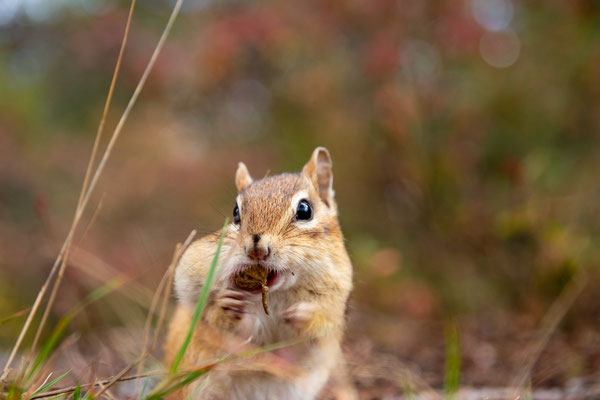 Tamia (chipmunk) - Bloomingdale Bog - Crédit photo @Laëtitia