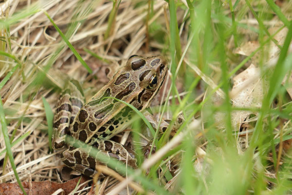 Pickerel Frog - Grenouille des marais. Montezuma National Wildlife Refuge, NY, USA. Canon EOS 80D, EF 70-300mm f/4-5.6 IS II USM à 300mm, f/5,6, 1/100 s, 2000 ISO