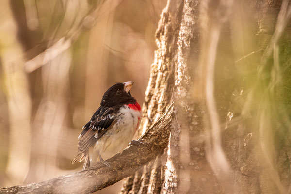 Cardinal à poitrine Rose (rose breasted Grosbeak) - Troy - Crédit photo @Laetitia