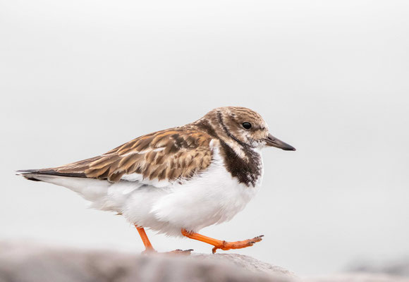 Tourne-pierre à collier (Ruddy Turnstone), Barnegat Lighthouse State Park, NJ