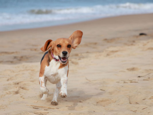 Un chien tout fou sur la plage, Dune du Pyla