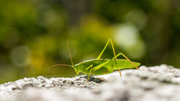 Espèce de criquet de la famille Tettigoniidae (katydids) Crédit Photo @Ulysse 