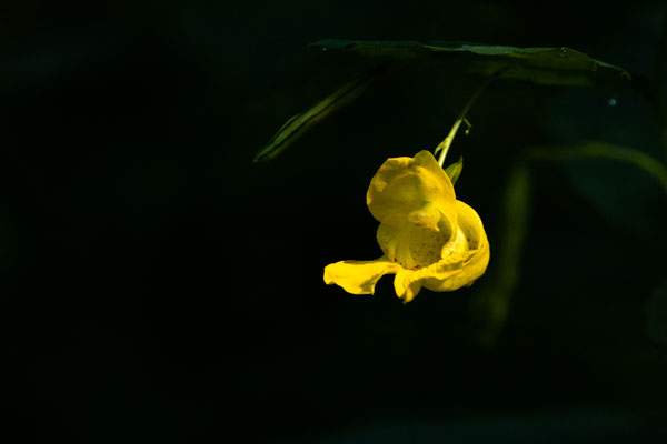 Impatiente pâle (Yellow jewelweed) Crédit photo @Laëtitia