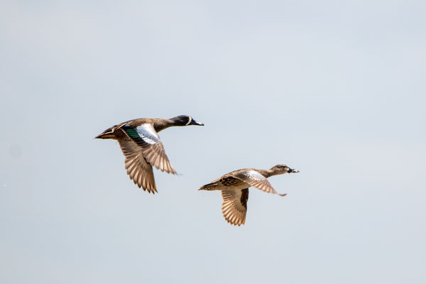 Vol de sarcelles à ailes bleus