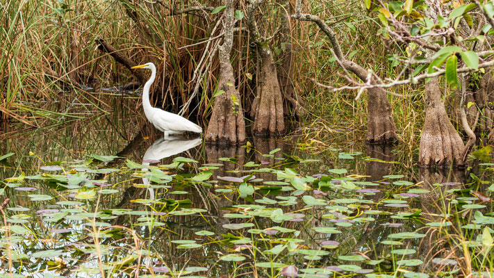 Grande aigrette au milieu des cyprès. Crédit photo @Ulysse