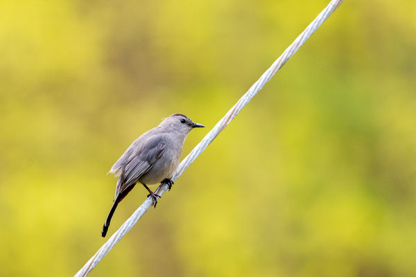 Moqueur Chat (Gray Catbird) Mohawk-Hudson Bike-Hike Trail - Crédit photo @Laëtitia