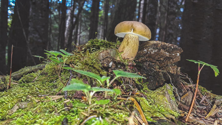 Un bolet mais lequel ? mystère. Crédit Photo @Laetitia