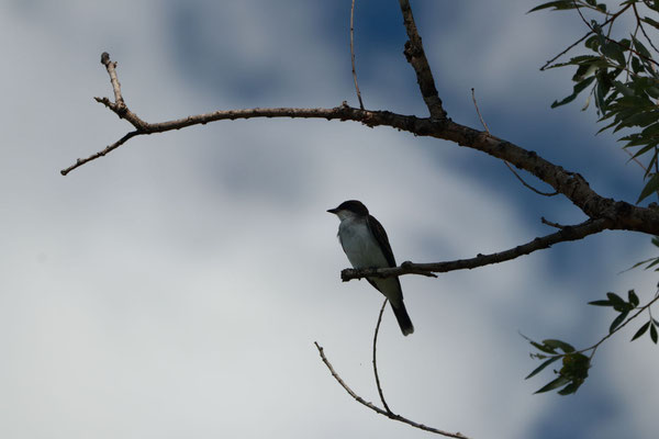 Montezuma National Wildlife Refuge, NY, USA. Canon EOS 80D, EF 70-300mm f/4-5.6 IS II USM à 300mm, f/9, 1/200 s, 160 ISO