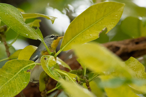 Paruline à collier très discrète mais on l'a vu (Northern Parula)