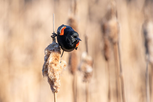 Carouge à épaulettes (red-winged blackbird) Five rivers - Crédit photo @Laetitia