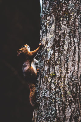 écureuil à Rock Lake. Crédit Photo @Laetitia