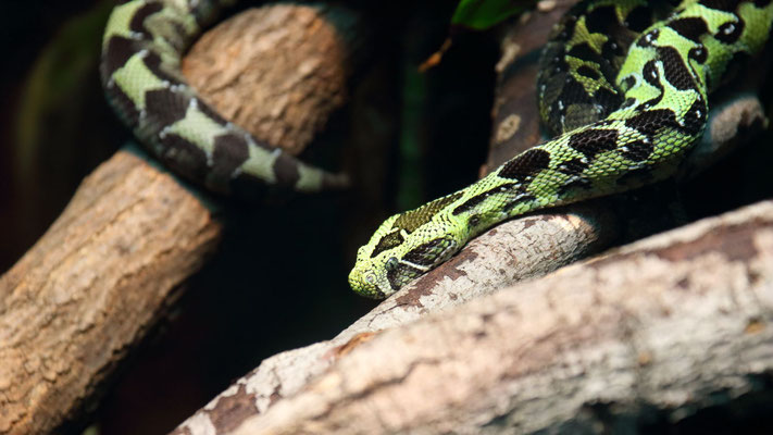 Zoo du Bronx, NYC, NY, USA