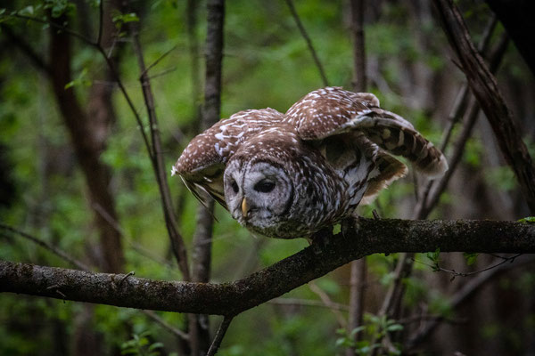 Chouette rayée (Barred owl) Mohawk-Hudson Bike-Hike Trail - Crédit photo @Laëtitia