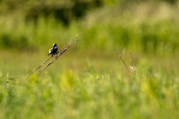 Goglu des prés (Bobolink) Five rivers - Crédit photo @Laëtitia