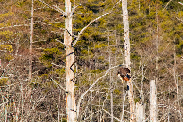 Au loin sur cet étang, une buse à queue rousse vient se percher sur un arbre mort. Crédit photo @Laetitia