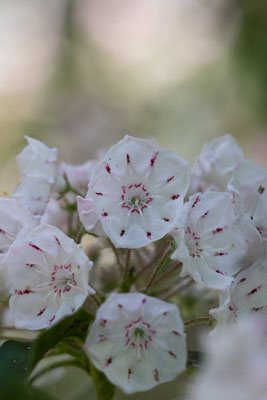 les fleurs préférées d'Eliza, Shawangunk Ridge, NY, USA